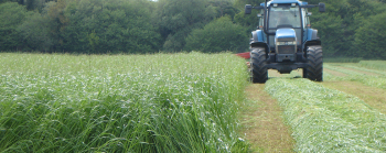 1-New-rye-grass-cut